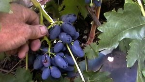 Сорт винограда "Рада" - сезон 2018 # Grape variety "Rada" - season 2018