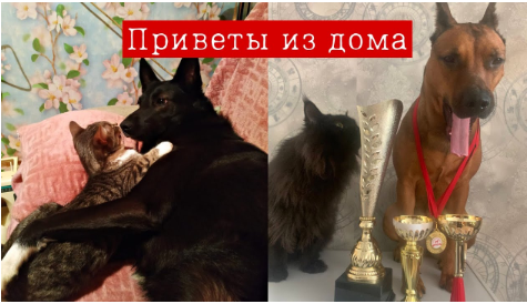 Новая жизнь спасенных животных