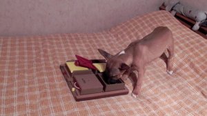 Минибуль Плюшка и интеллектуальная игрушка для собак