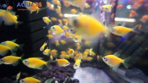 ?Aquass - Тернеция Глофиш желтая (Gymnocorymbus Ternetzi glofish yellow)