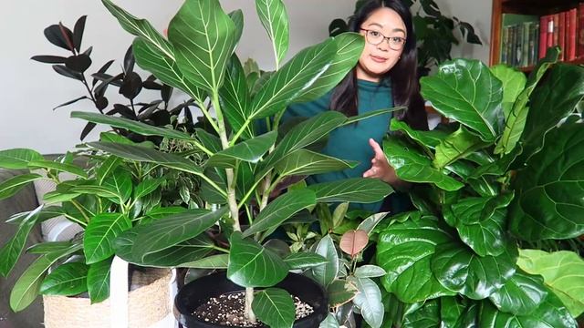 Ficus Plant Collection and Care Tips! смотреть онлайн
