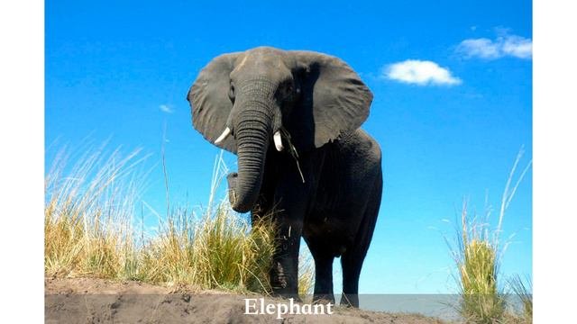 Kids Animal Sound Safari With Real Pictures. Learn Animal Sounds And Names In English