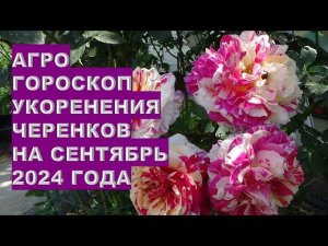 Агрогороскоп укоренения черенков в сентябре 2024Agrohoroscope for rooting cuttings in September 2024