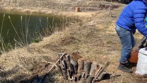 Как правильно посадить голубику весной