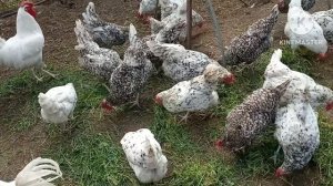 Поэтому и несутся куры. Собираю яйцо. Самое вкусное весной для кур. #курица   #яйценоскостькур