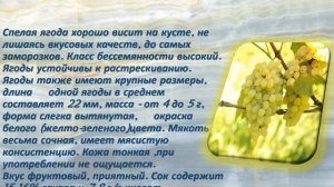 Нептун виноград