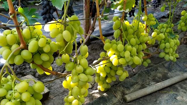 "Мускат Дубовский" смотреть онлайн