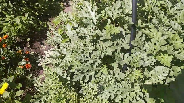 Арбузы Ирк.обл.г.Свирск 20.07.20 смотреть онлайн