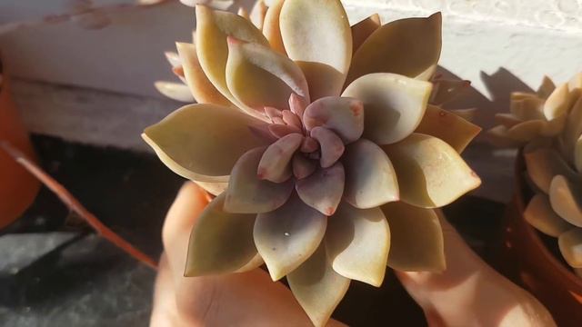 Outside Succulents Update (Echeveria/ Graptopetalum/ Moonstones etc) смотреть онлайн