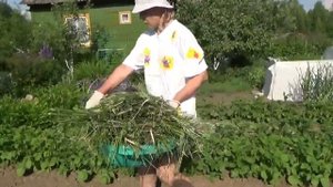 мульчирование картофеля люпинами