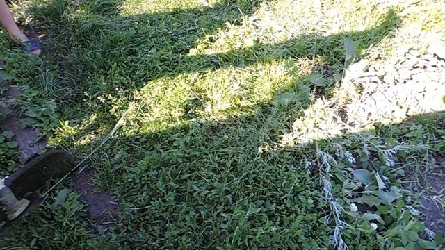 Завелся вредитель. Проплка картофеля в жару. Вдвоем с сыном.Конца и края ей нет