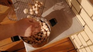 Шампиньоны на решетке на углях. Грибы на мангале: рецепт маринада. Простой рецепт.