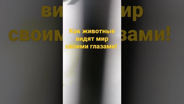 вот так животные видят мир Своими глазами!