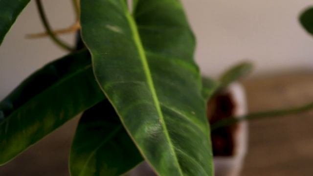 Philodendron Burle Marx | How To Houseplant