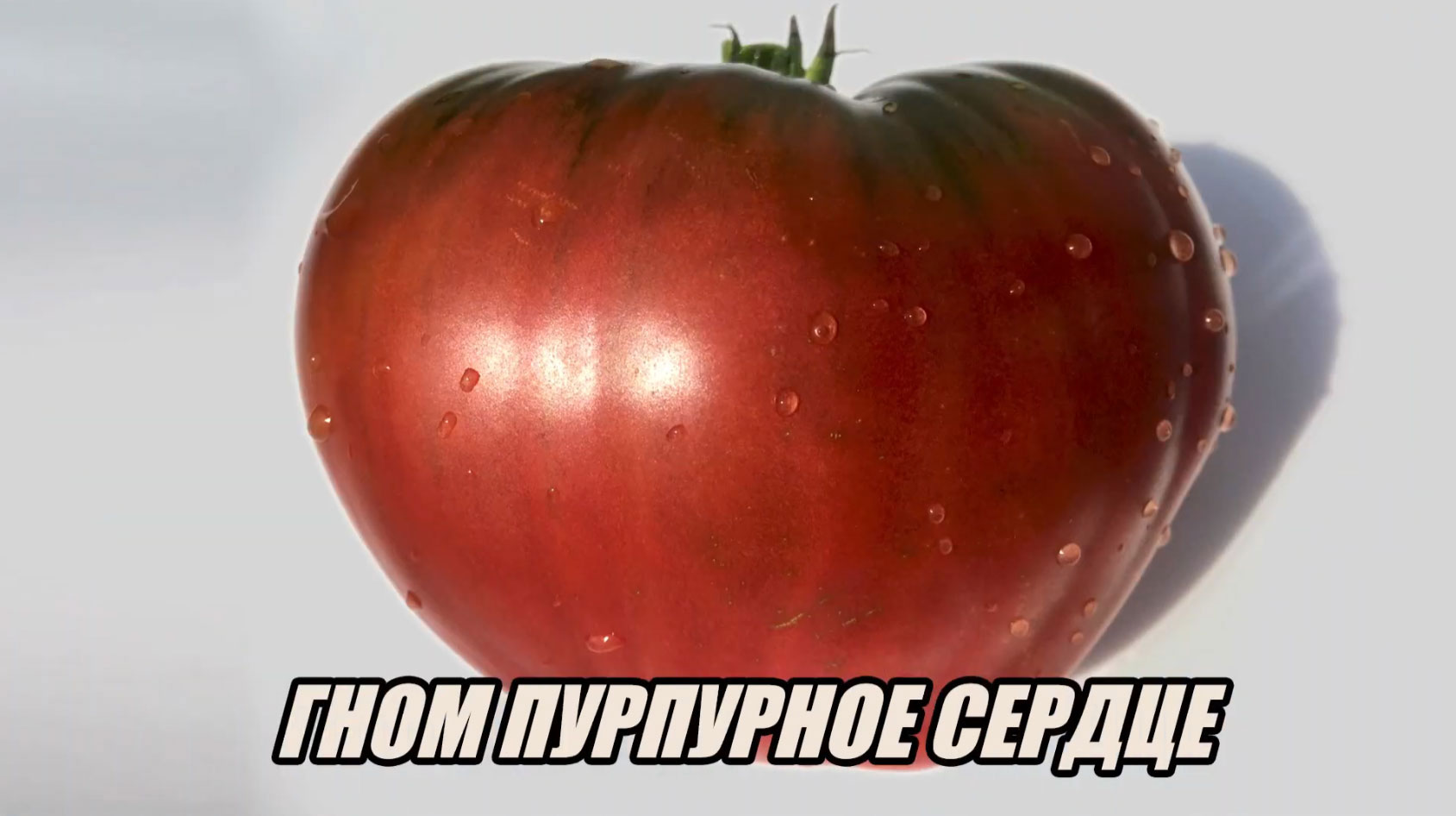 Самый большой помидор в России