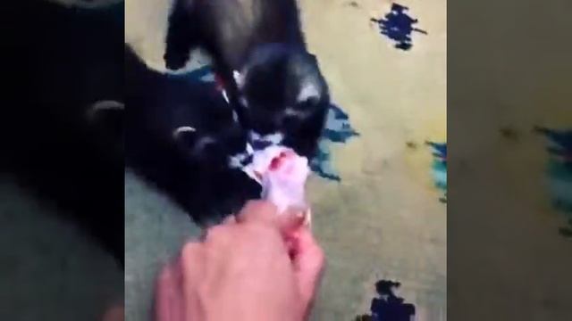 Хорьки и куриная лапка смотреть онлайн