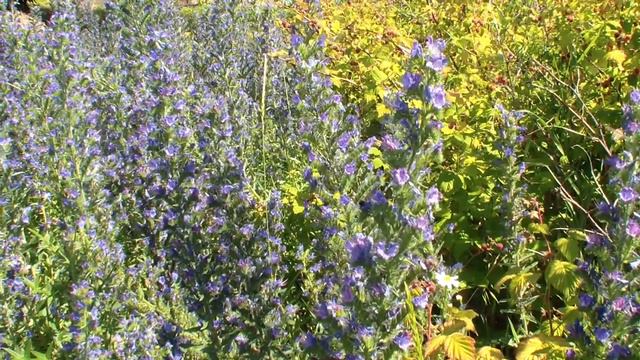 Синяк на заднем дворе. Видеосюжет. Житников Владимир. смотреть онлайн