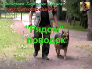 "Рядом" в деталях: как держать и как дергать поводок