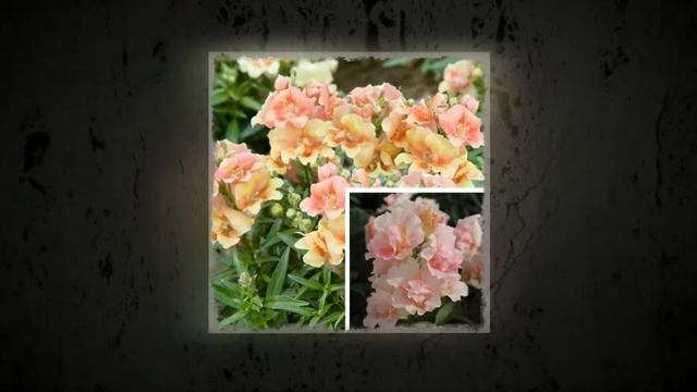 Антирринум или Льви́ный зев (Antirrhinum) смотреть онлайн