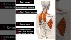 Боль между лопаток. Упражнение. Доктор Пак