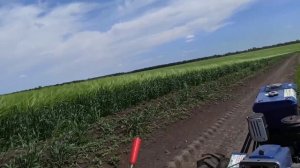 Продаём поросят на рынке. Как распознать мастит у свиноматки. Инструмент для прополки.23 мая 2021 г