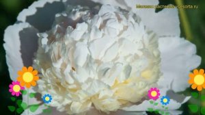 Пион молочноцветковый Уайт Чарм. Краткий обзор, описание paeonia lactiflora White Charm