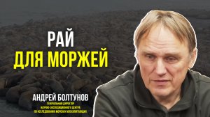 Ямал стал курортом для моржей: итоги экспедиции учёных на мыс Тиутей-Сале