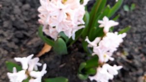 #ГиацинтАприкотПэйшн / 2023г. Гиацинт Априкот Пэйшн( лат. hyacinthus Apricot Passion). Видео 1