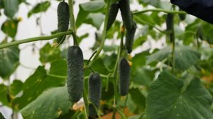 Огурец Спайк F1 (Cucumber Spike F1)