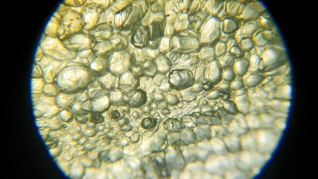 Что можно увидеть в зеленом перце под микроскопом?! смотреть онлайн