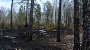 Пожар в лесу