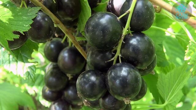 Новейший сорт чёрной смородины «Синегорье»