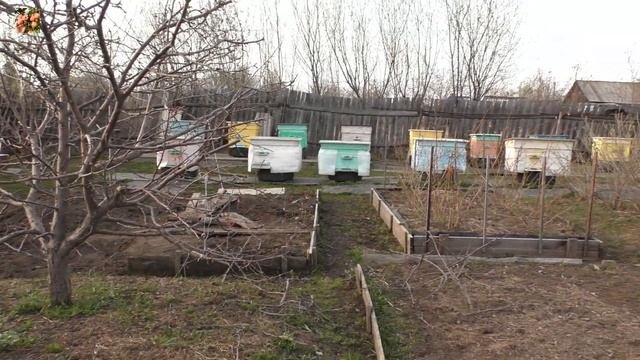 Омолаживающая обрезка яблони.