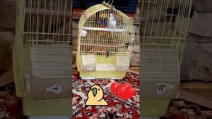 Кого лучше завести кореллу или волнистого попугая ??