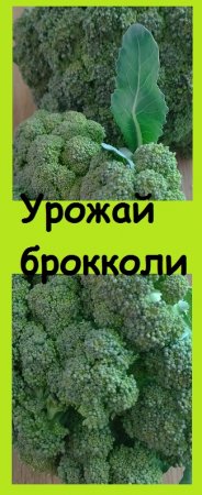 Урожай БРОККОЛИ НА УРАЛЕ снят, но не спешите удалять с грядки растение, этого нельзя делать!
#огород