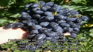 Виноград Академик