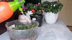 Черенкование бальзаминов