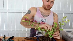 Making a Bougainvillea Bonsai from Nursery Stock