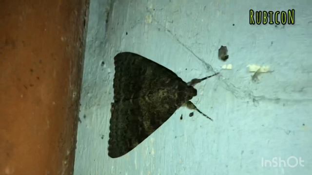 Ночная бабочка красного цвета. смотреть онлайн