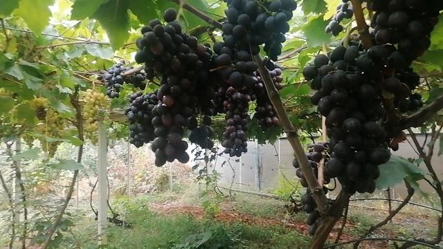 Виноград Воплощение (Гусев С. Э.) виноградник Король В. Н. г. Краснодар. смотреть онлайн