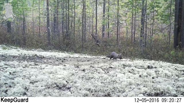 ID1160/заповедник Малая Сосьва/Хищники/Соболь смотреть онлайн