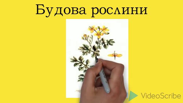 будова рослини