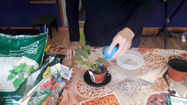 №4/У фиалки НЕТ Цветения? Паразиты в почве.... смотреть онлайн