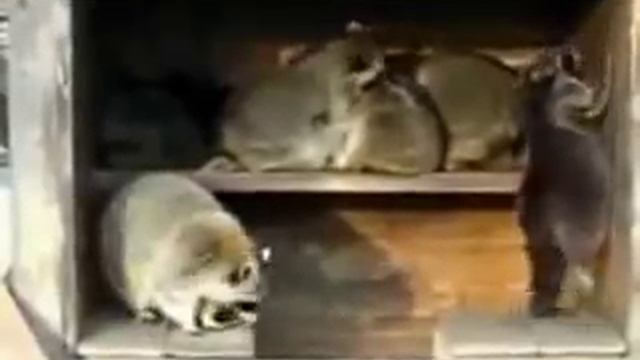 РЖАЧ еноты танцуют смотреть онлайн