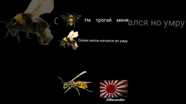 типы шмелей, пчел, ос,