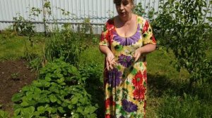 Как вырастить здоровые,чистые ягоды клубники и защитить их от серой гнили.Держатели под клубнику