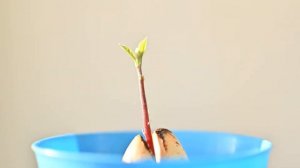 Авокадо 2 Как растет авокадо из косточки. Таймлапс. How an avocado grows from a seed. Timelapse