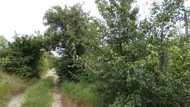 30 июля - День Марины и Лазаря.Народные приметы. смотреть онлайн