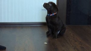 Щенок лабрадора исполняет команды [Можно и Нельзя]2,5 месяца