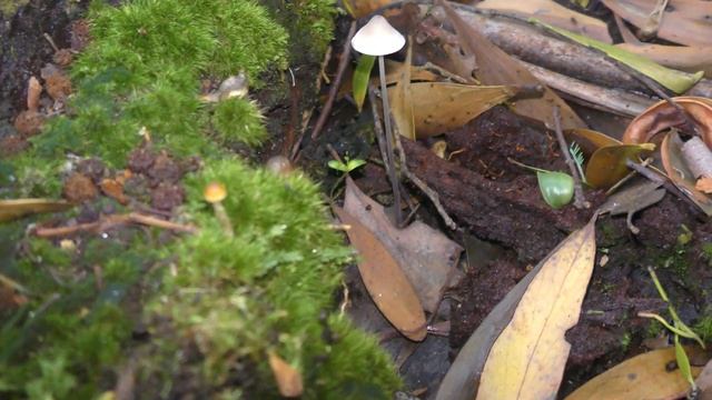 South West Tasmania and its fungi смотреть онлайн